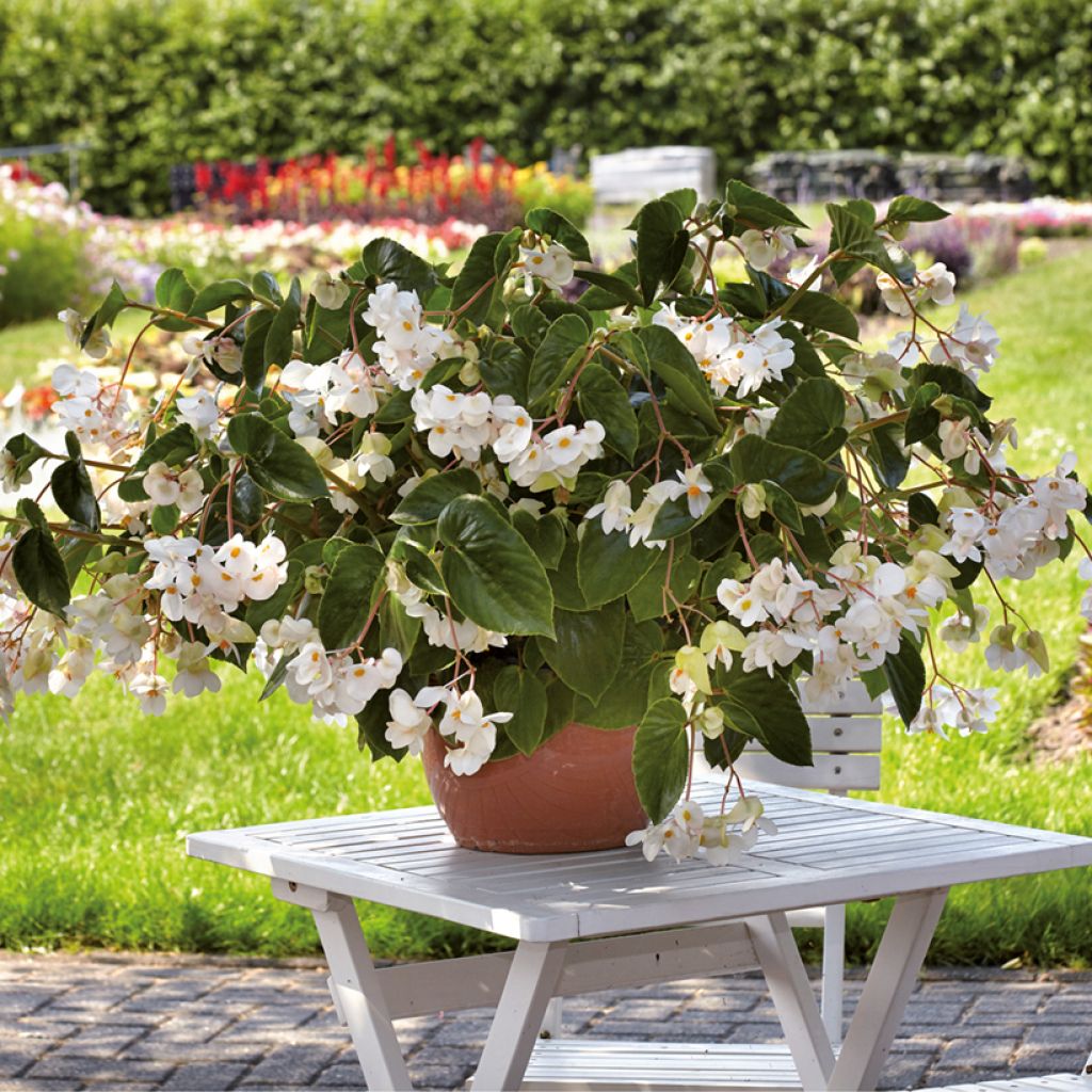 Begonia Dragon Wing White