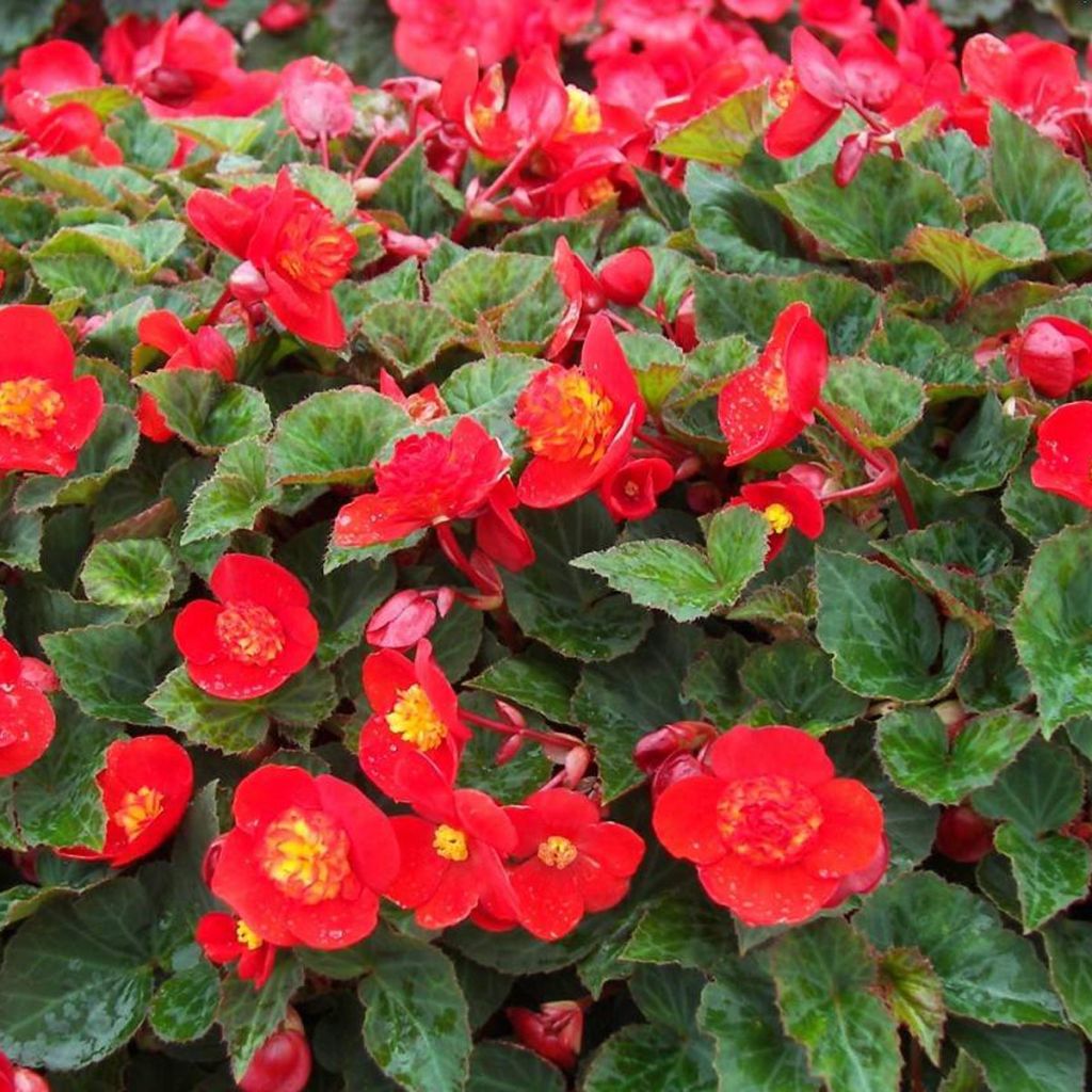 Begonia multiflora Flamboyant