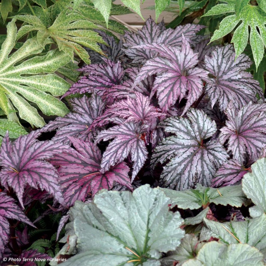 Begonia Garden Angel Plum