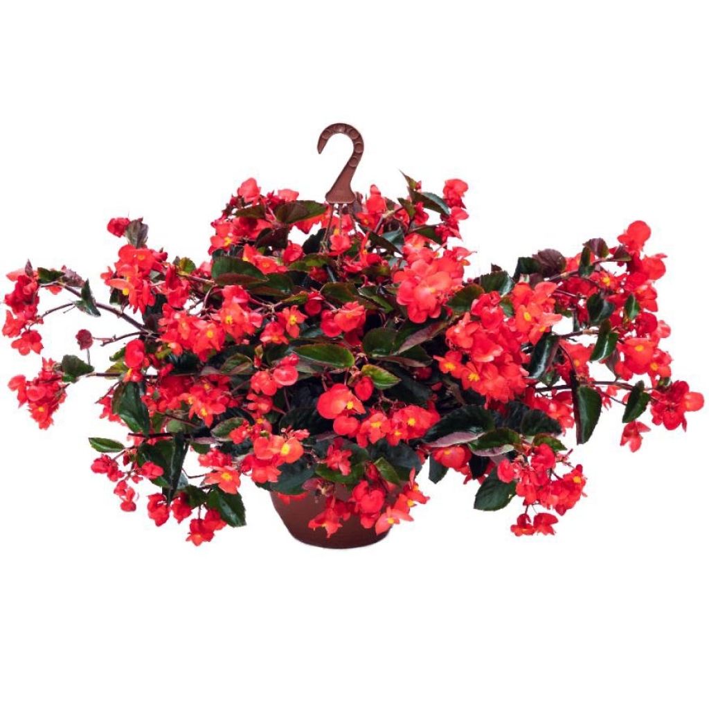 Begonia Viking Trailing Red