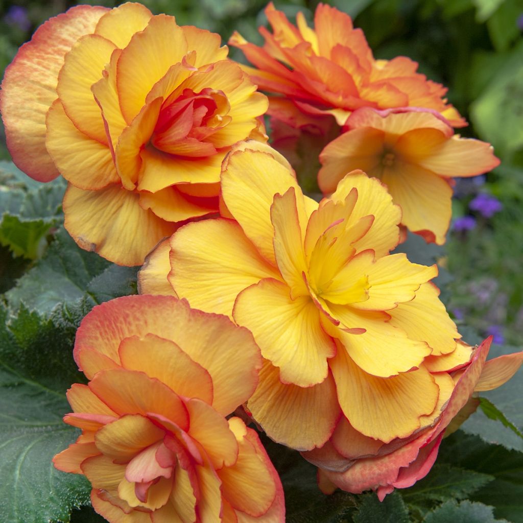 Begonia pendula Golden Balcony - Begonia retombant