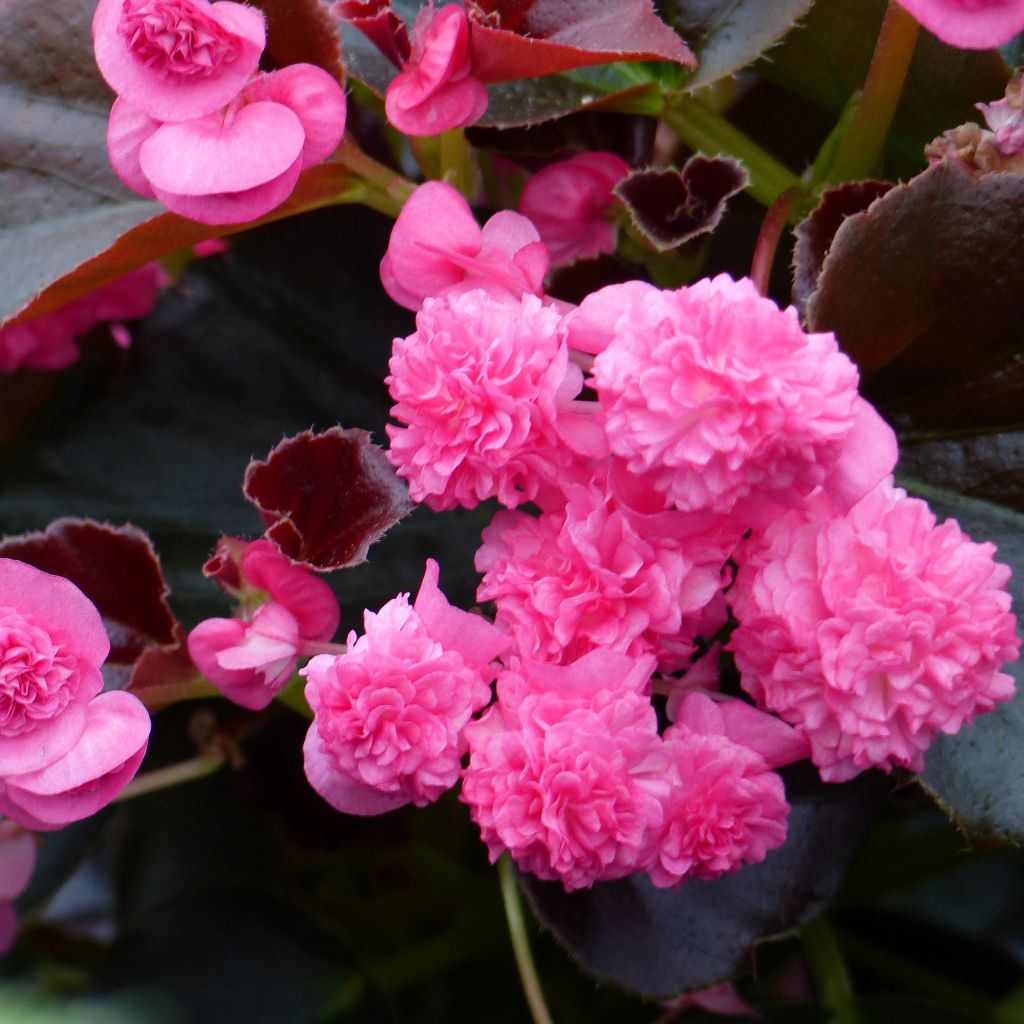 Bégonia Doublet Rose - Begonia semperflorens