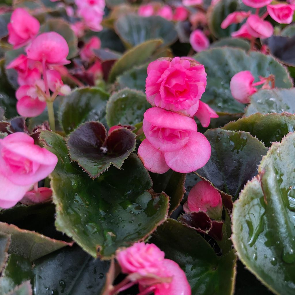 Begonia semperflorens Doublet Pink