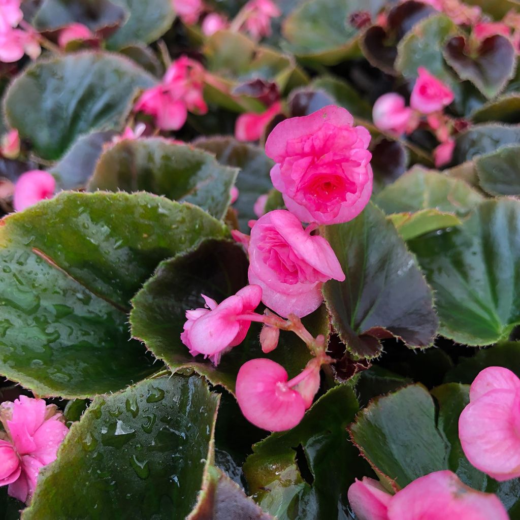 Begonia semperflorens Doublet Pink