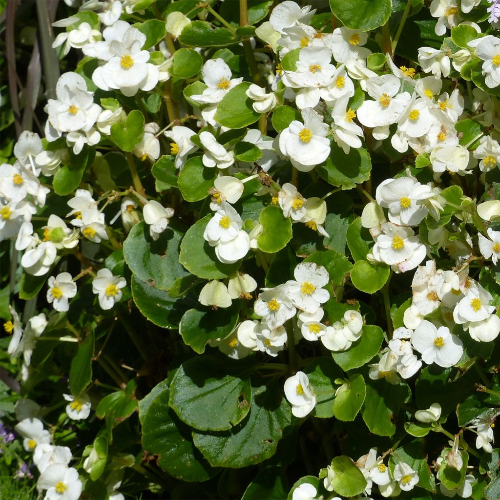 Begonia semperflorens Super Olympia blanc