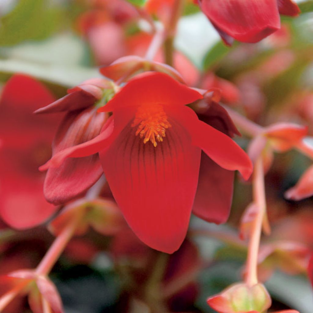 Bégonia retombant Summerwings Deep Red