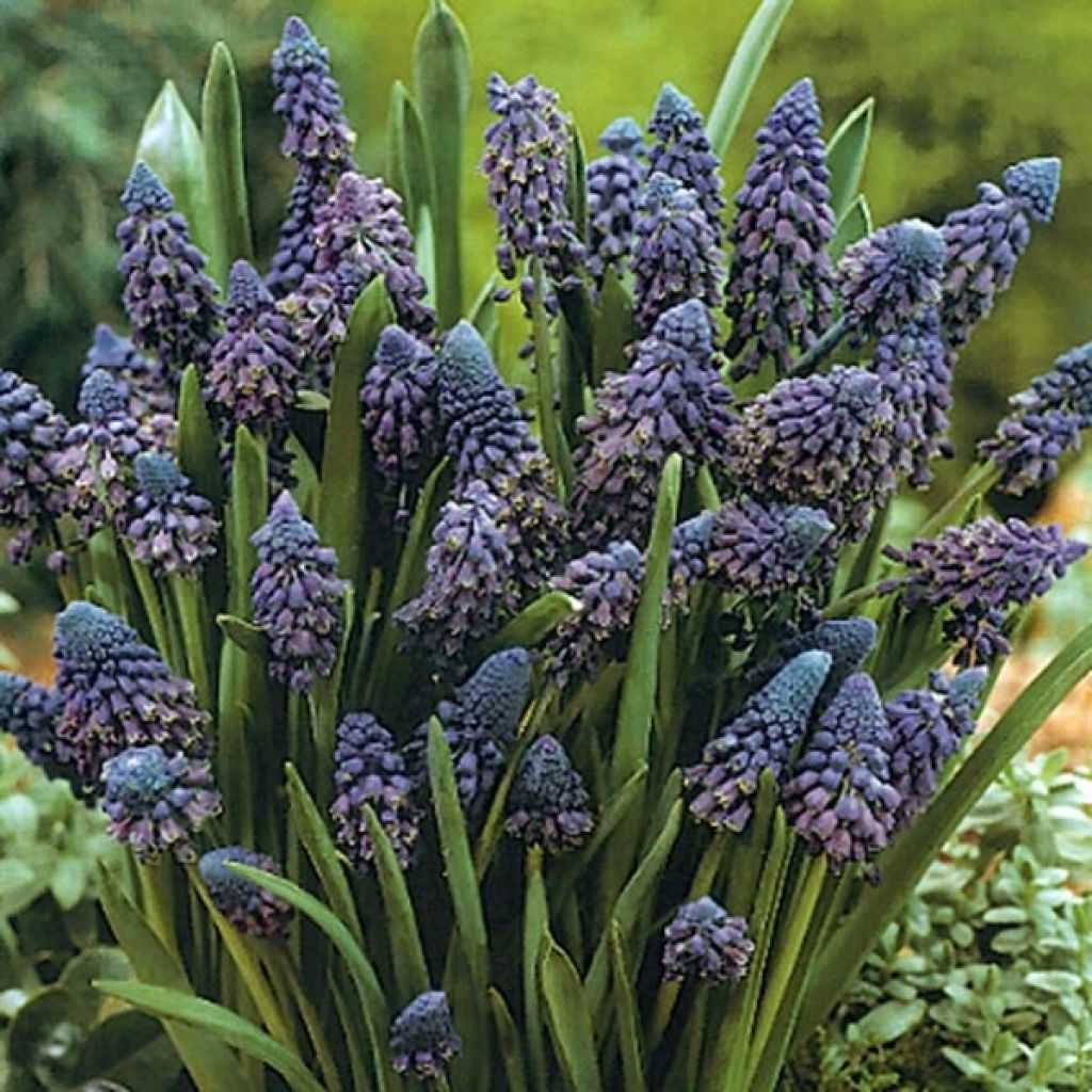 Bellevalia pycnantha - Muscari paradoxal