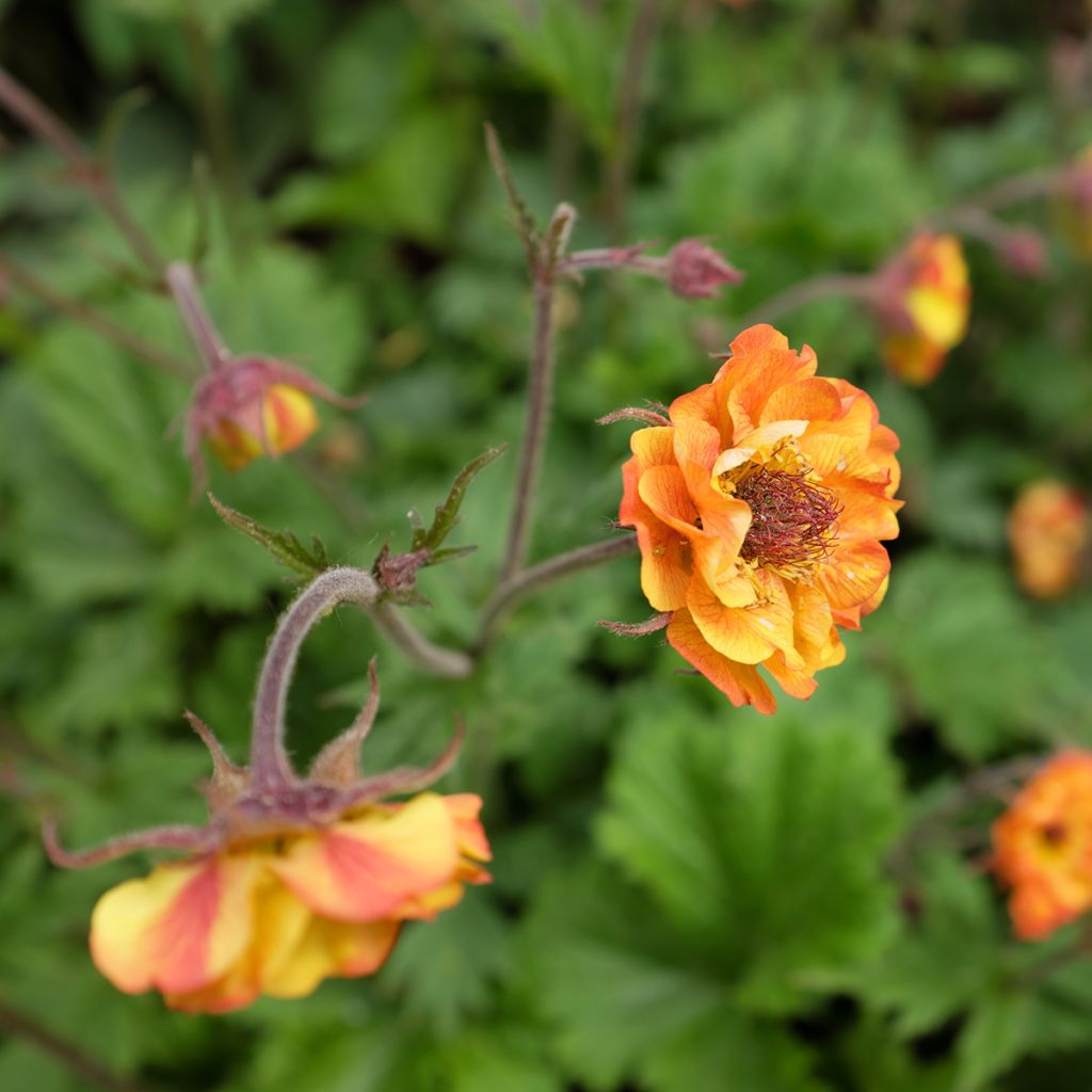 Geum Alabama Slammer