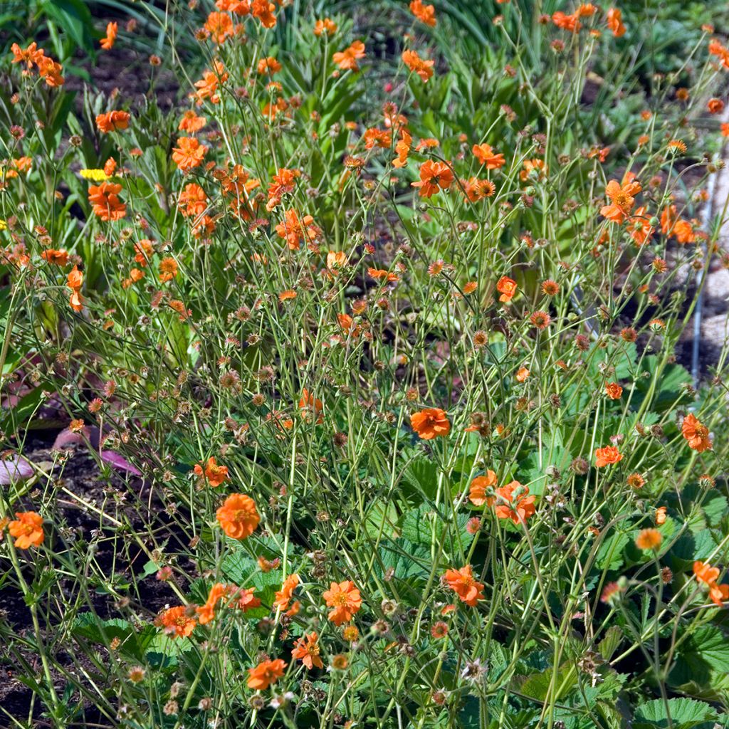 Geum chiloense Dolly North