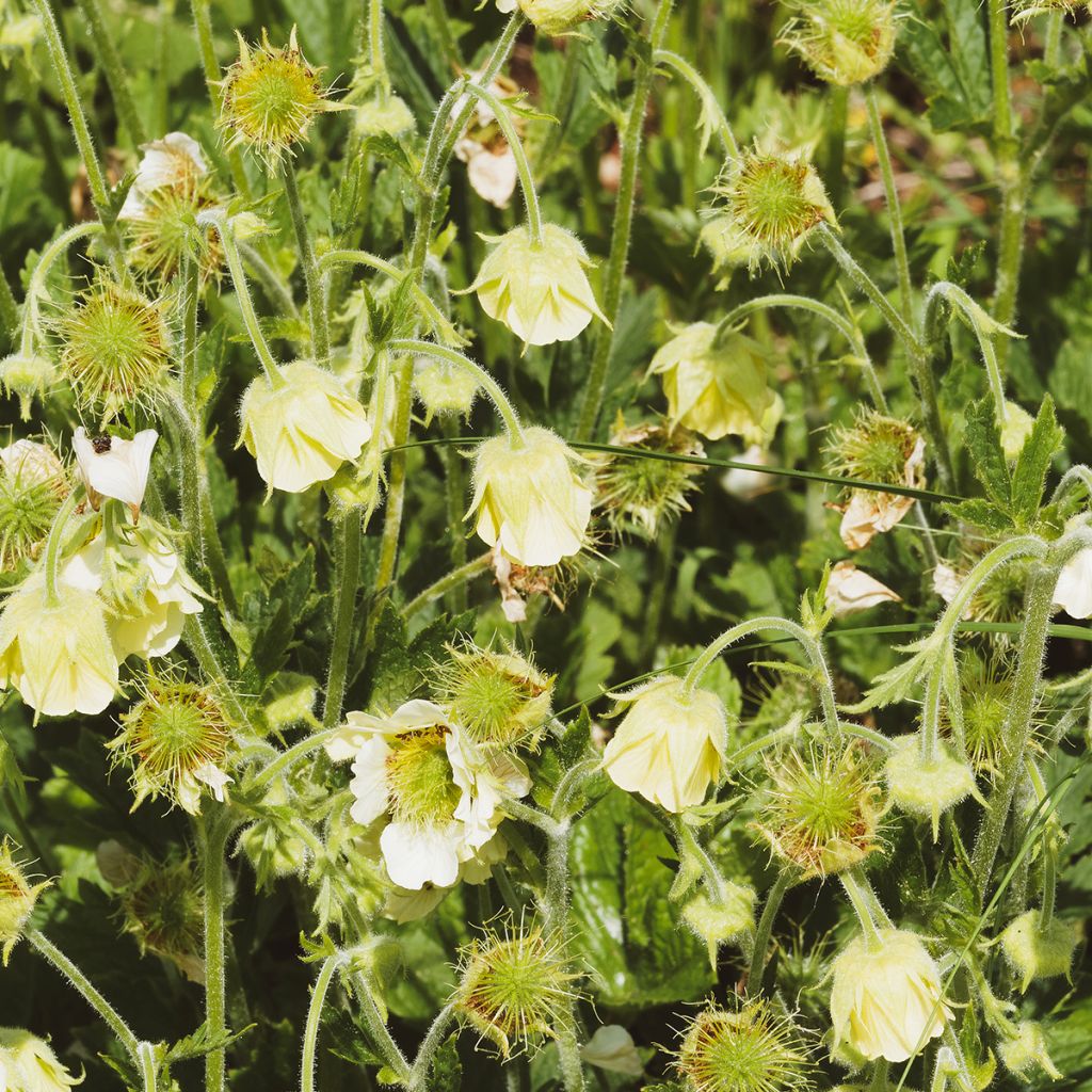 Geum rivale Album