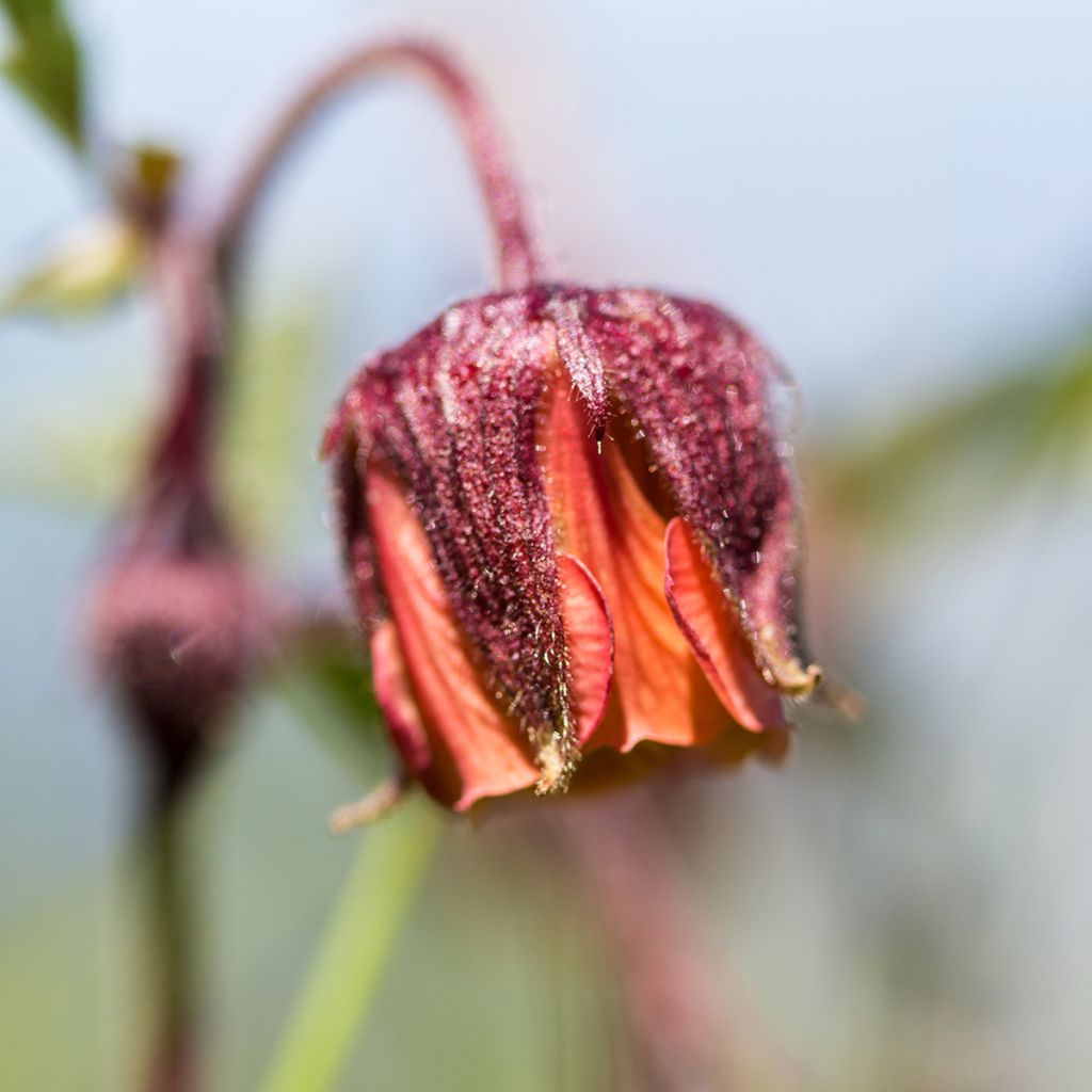 Geum rivale - Water Avens