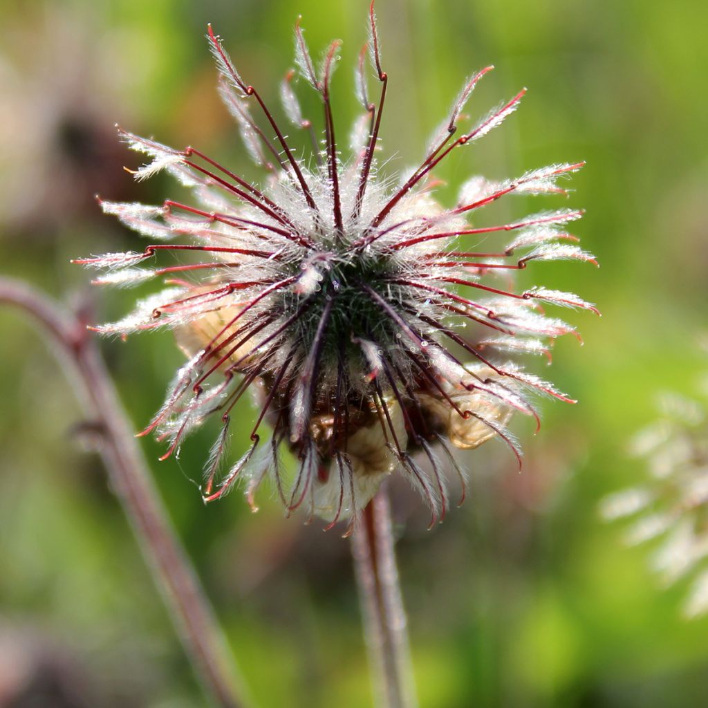 Geum rivale - Water Avens