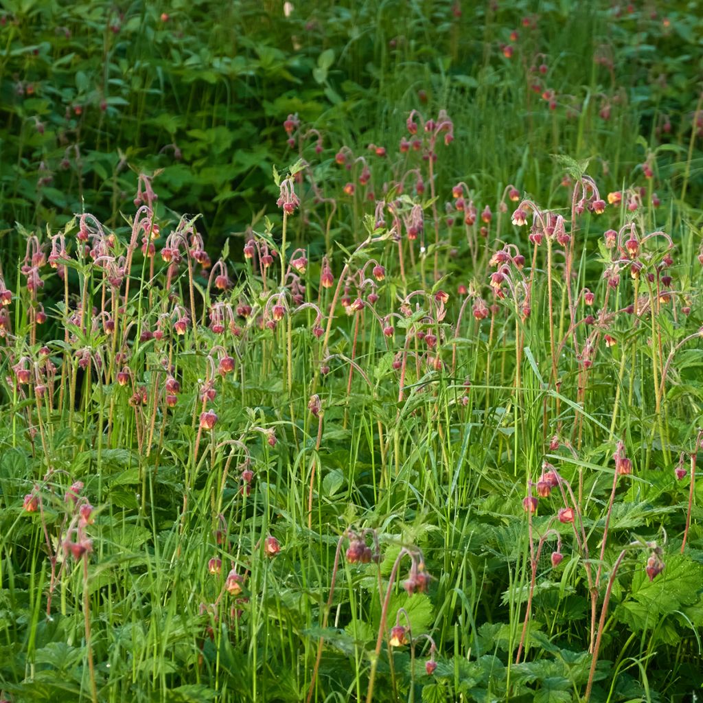 Geum rivale - Water Avens