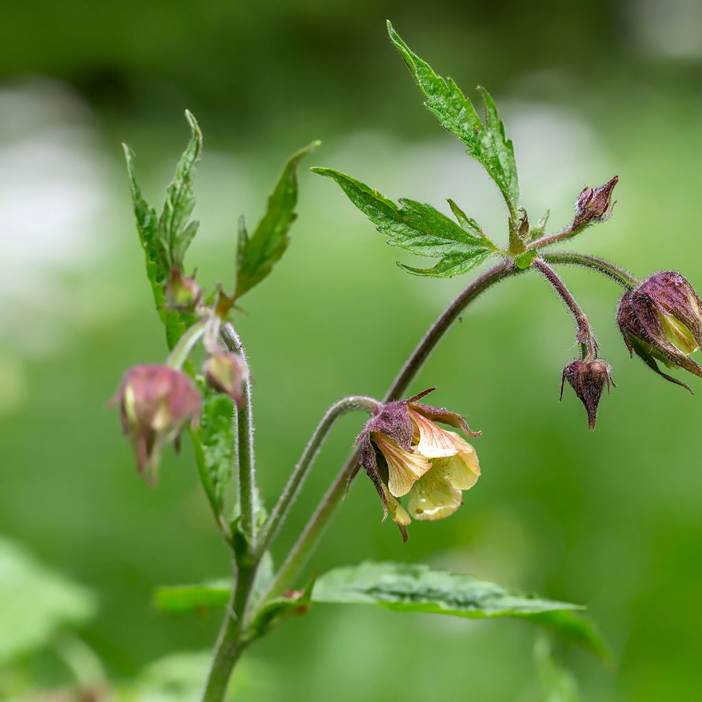 Geum rivale - Water Avens