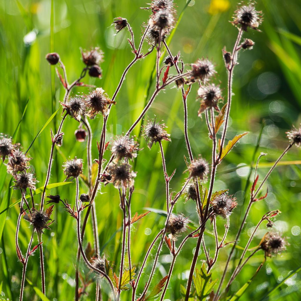 Geum rivale - Water Avens