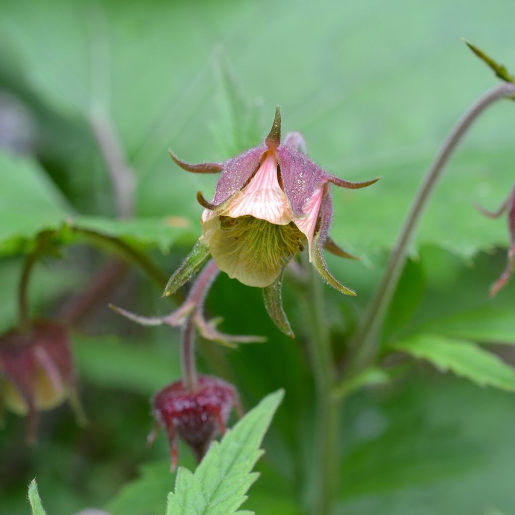 Geum rivale - Water Avens