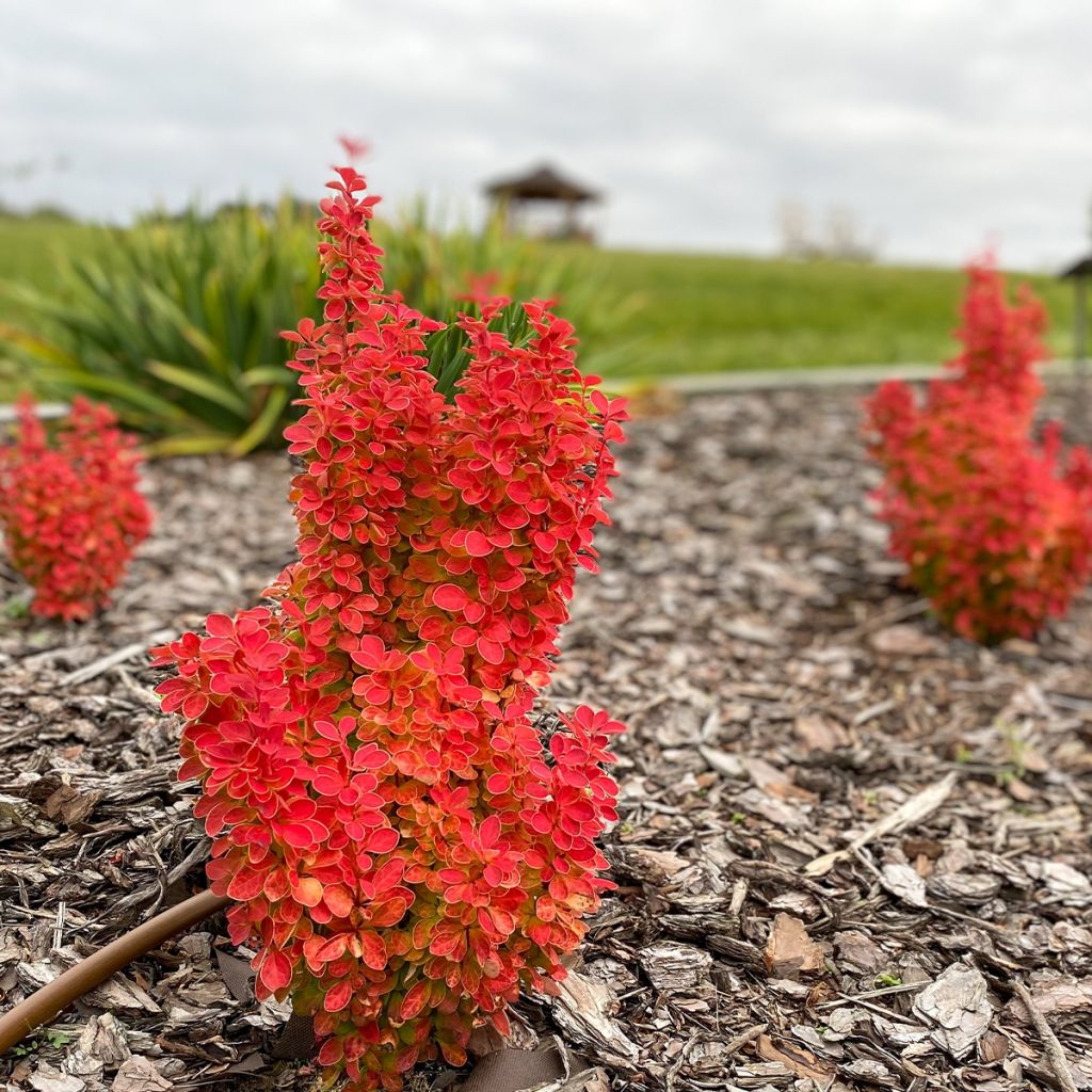 Berberis Orange Ice ® - Epine-vinette