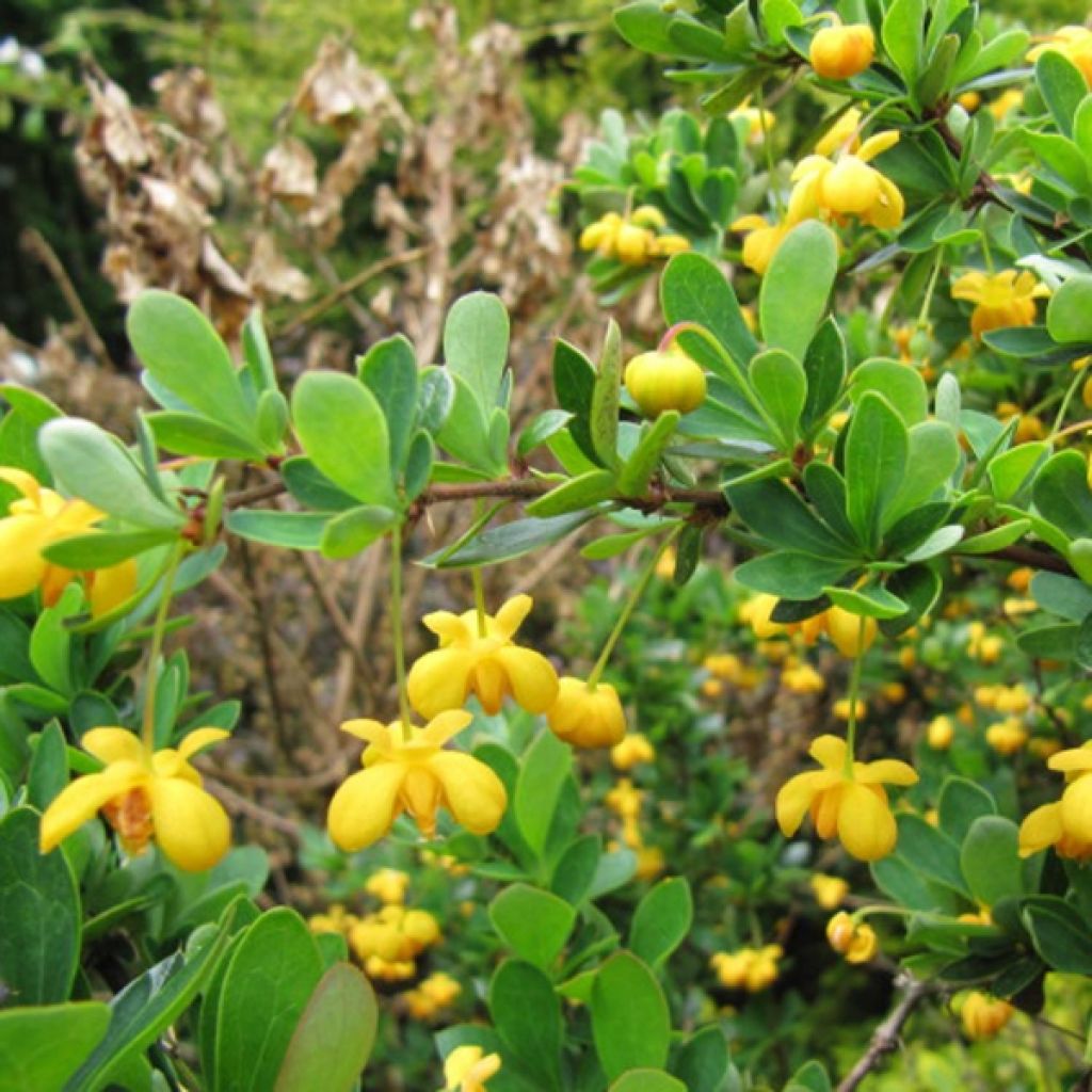 Berberis buxifolia Nana