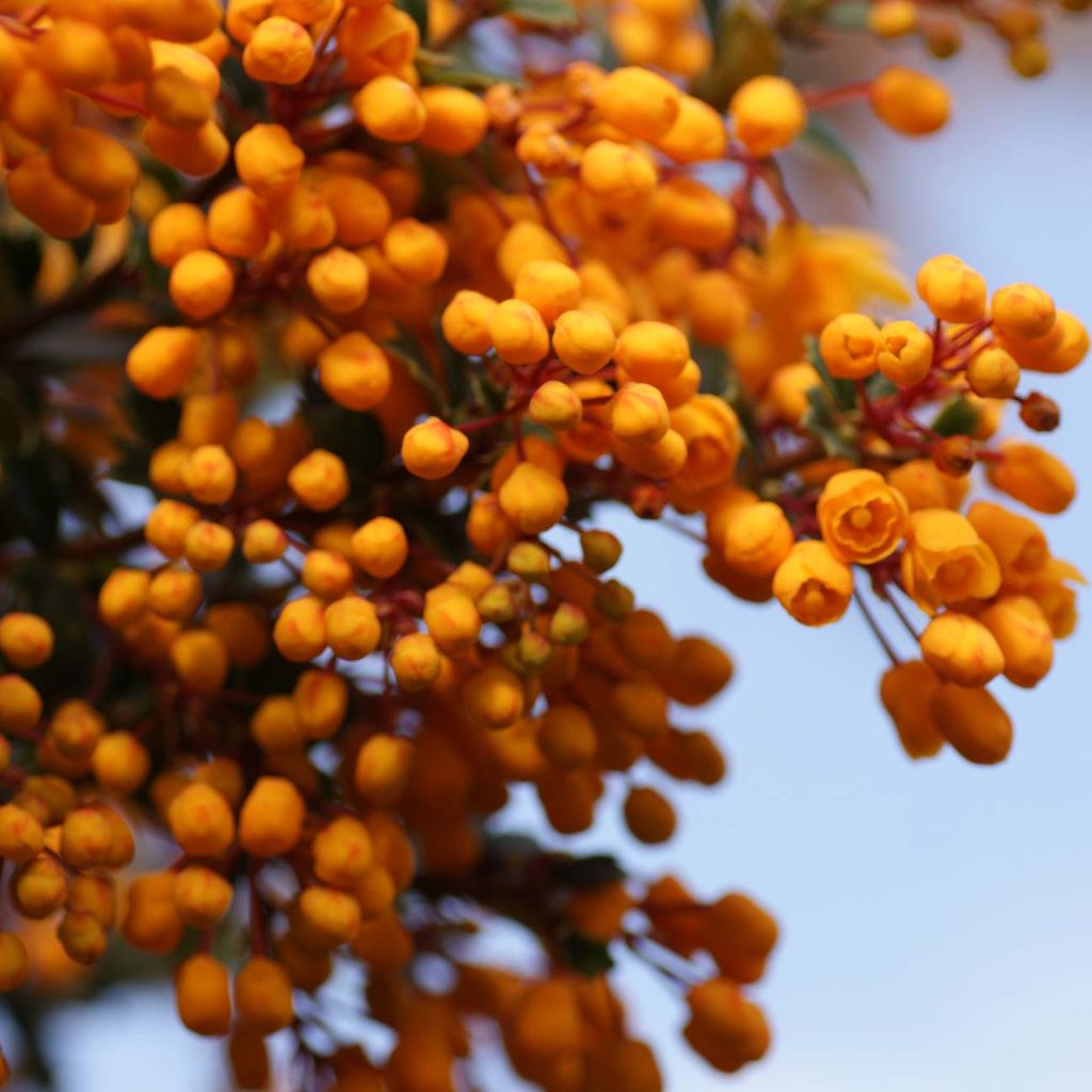 Berberis darwinii Compacta - Barberry