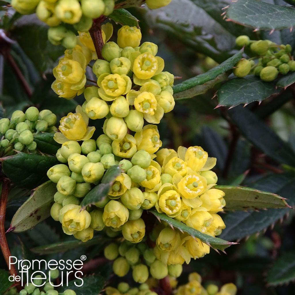 Berberis julianae - Saint Julians Barberry