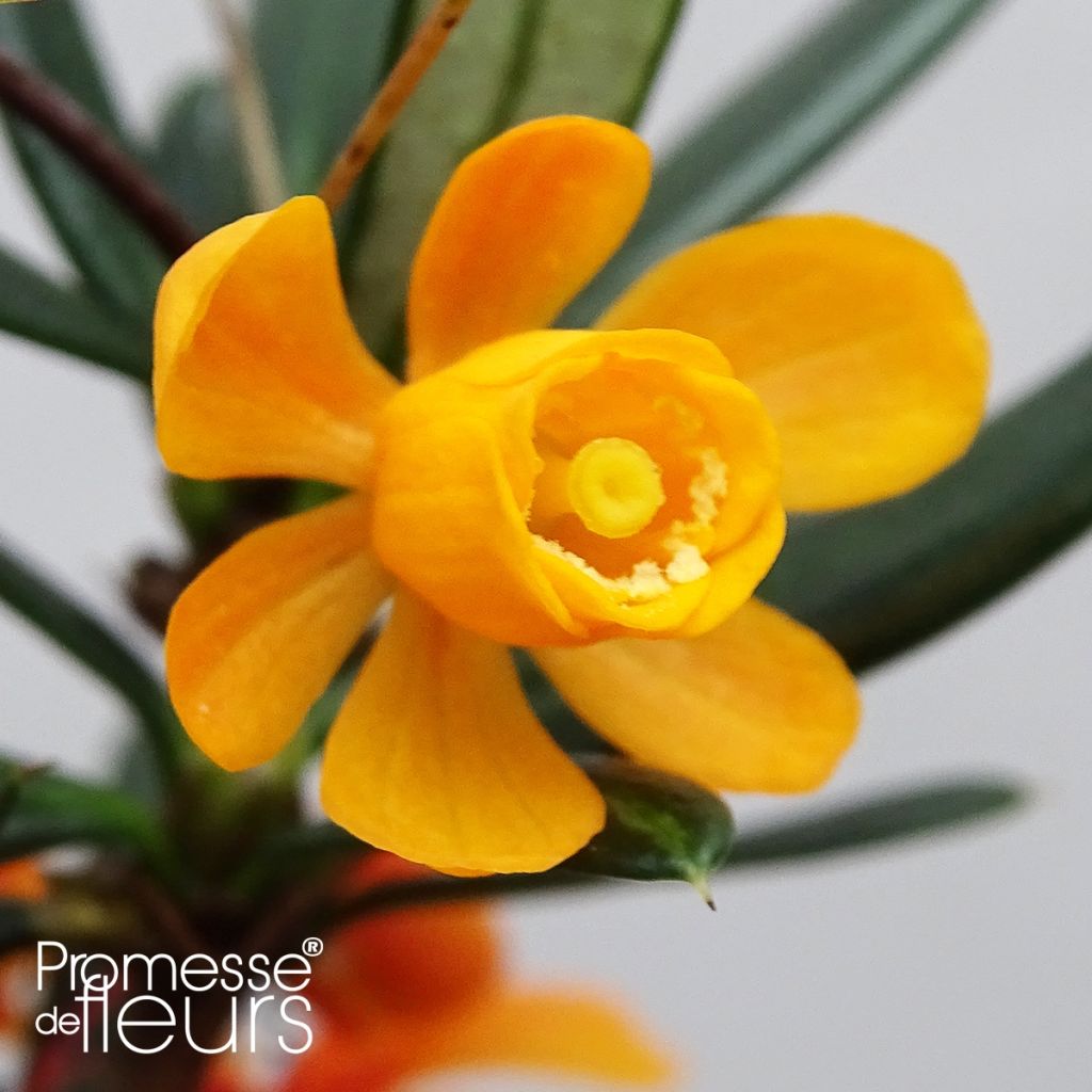 Berberis linearifolia Orange King - Barberry