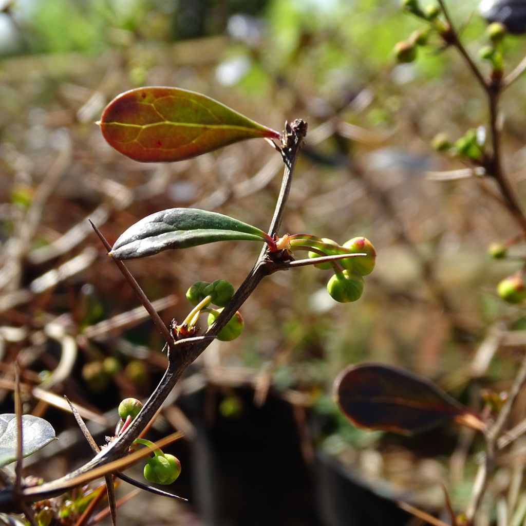 Berberis media Red Jewel - Epine-vinette