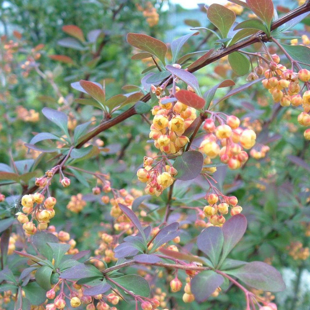 Berberis ottawensis Auricoma - Epine-vinette.