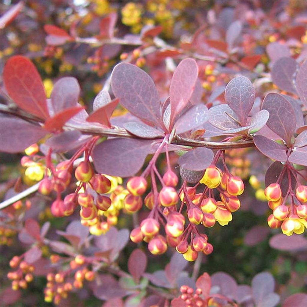 Berberis ottawensis Superba - Epine-vinette