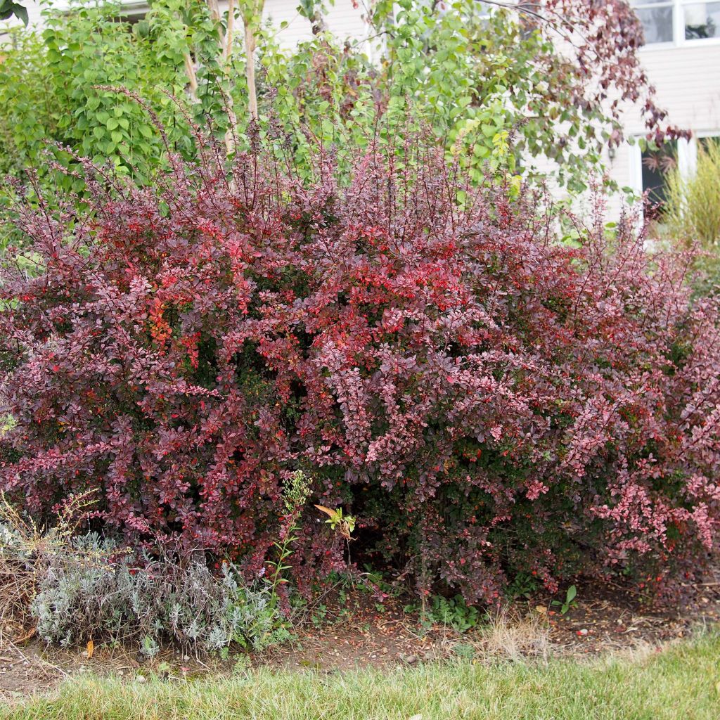 Berberis thunbergii - Epine-vinette de Thunberg