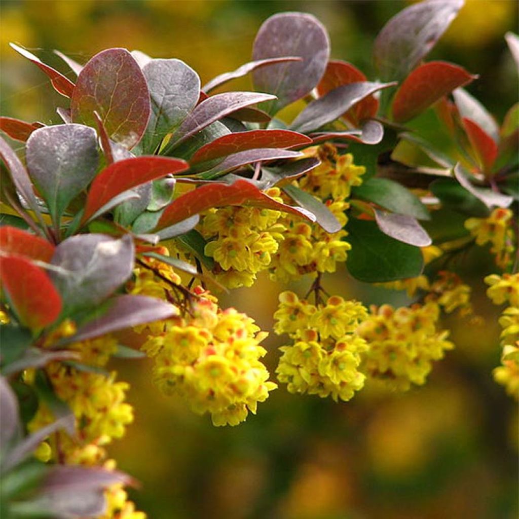 Berberis thunbergii - Epine-vinette de Thunberg