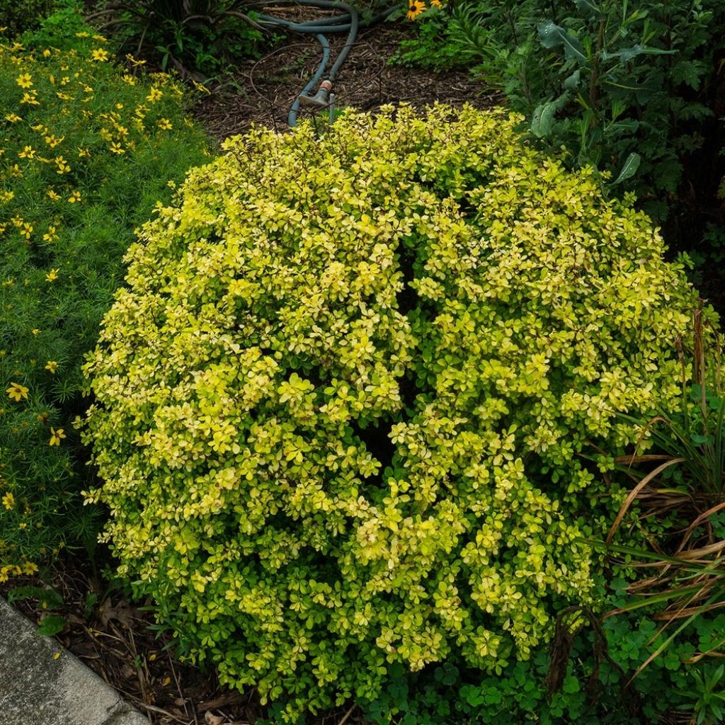 Berberis thunbergii Bonanza Gold - Épine-vinette de Thunberg 