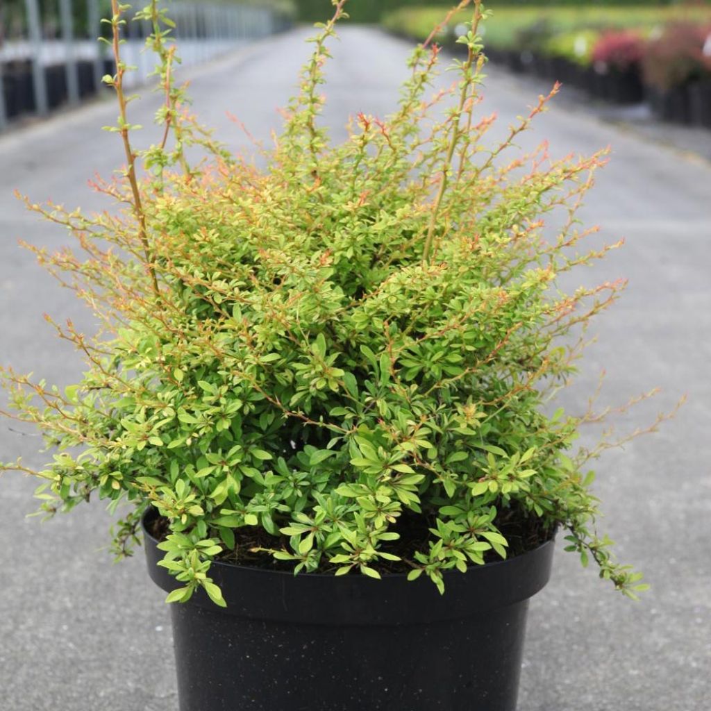 Berberis thunbergii Golden Dream - Épine-vinette