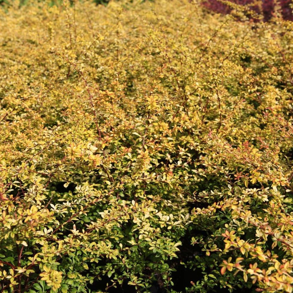 Berberis thunbergii Golden Dream - Épine-vinette