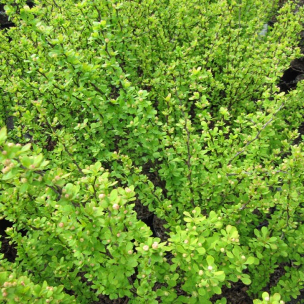 Berberis thunbergii Golden Rocket - Epine-vinette