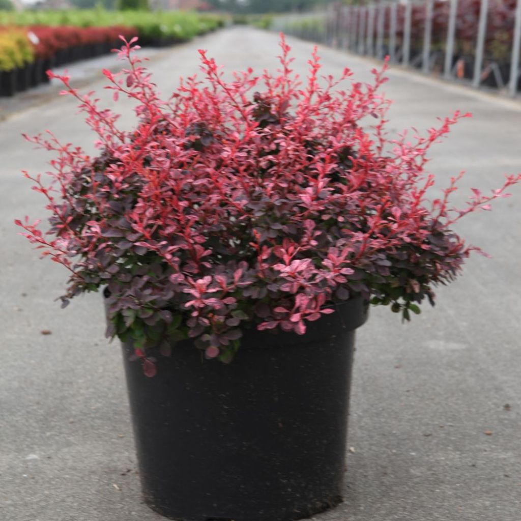 Berberis thunbergii Inspiration - Épine-vinette