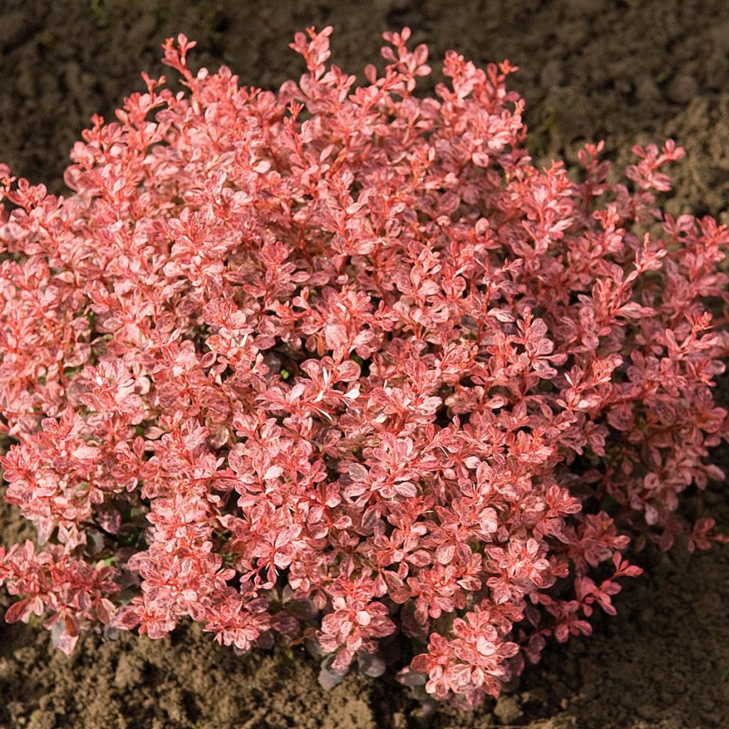 Berberis thunbergii Inspiration - Épine-vinette