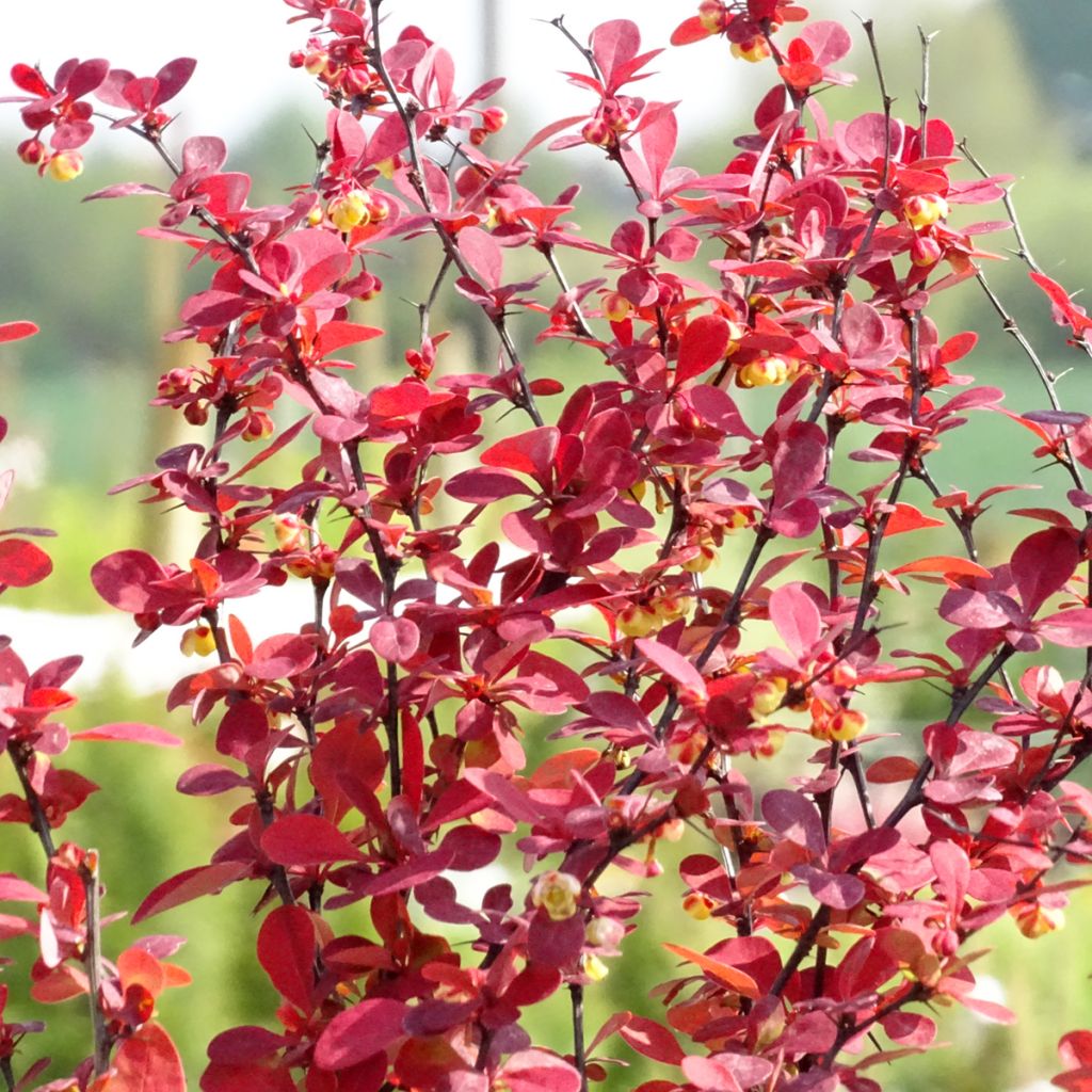 Berberis thunbergii Orange Rocket - Epine-vinette