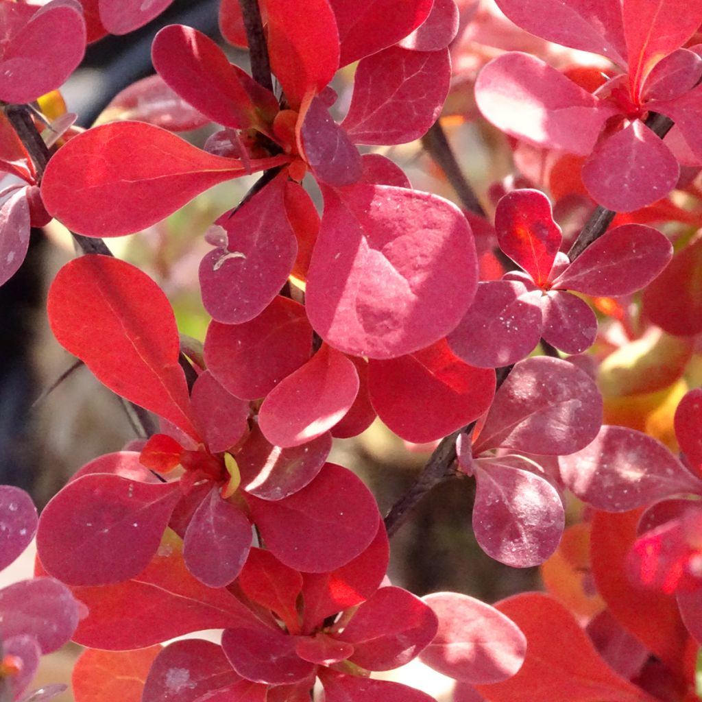 Berberis thunbergii Orange Rocket - Epine-vinette