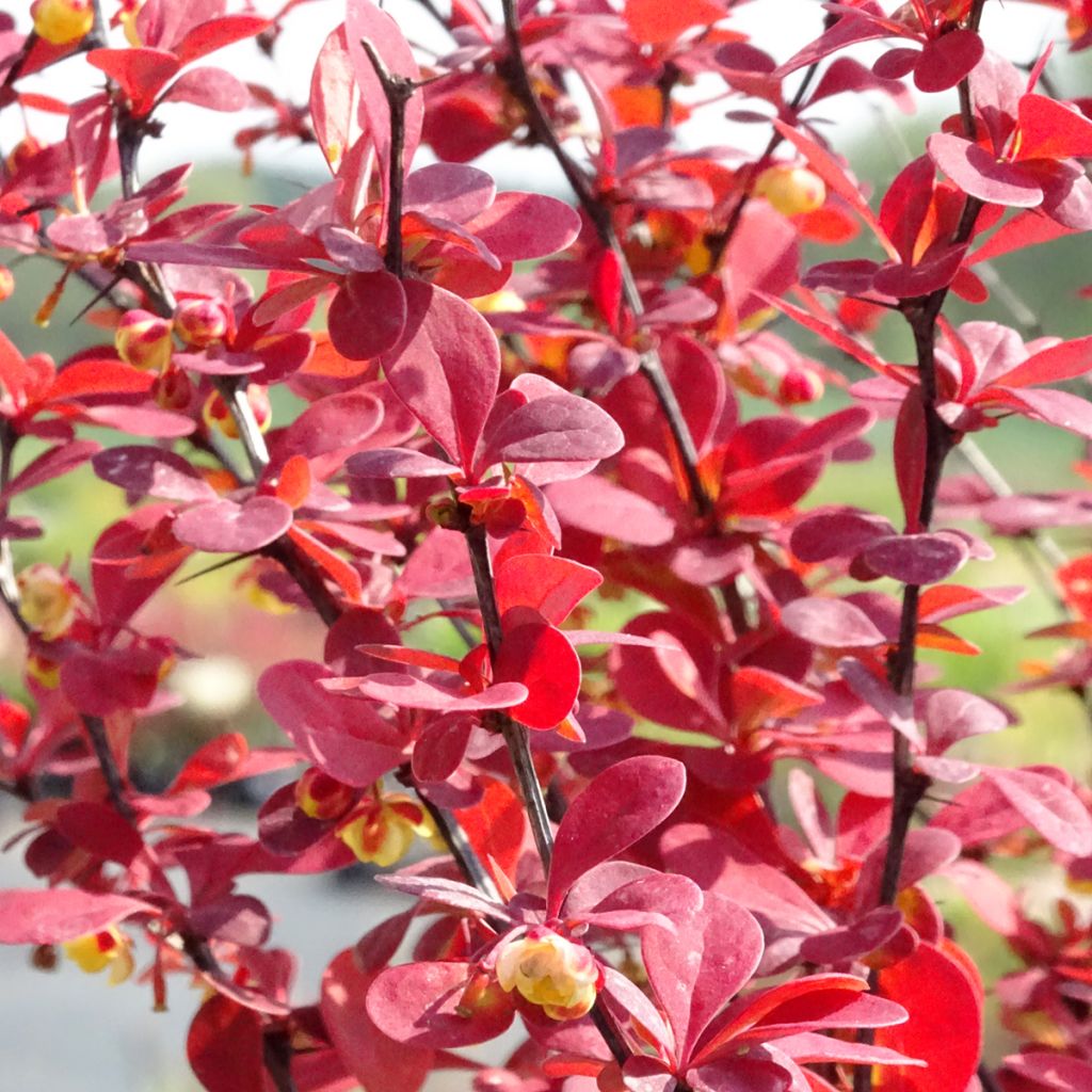 Berberis thunbergii Orange Rocket - Epine-vinette