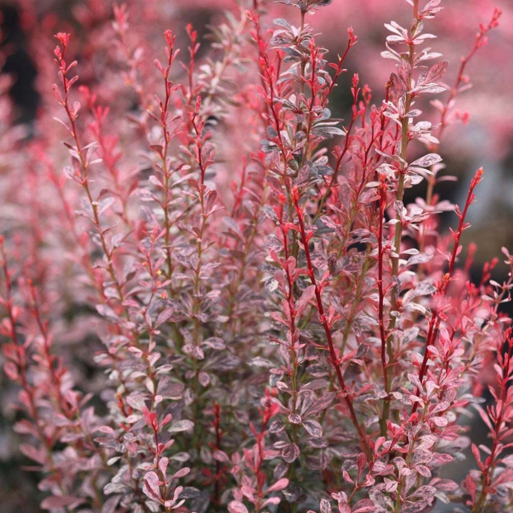 Berberis thunbergii Rosy Rocket - Barberry