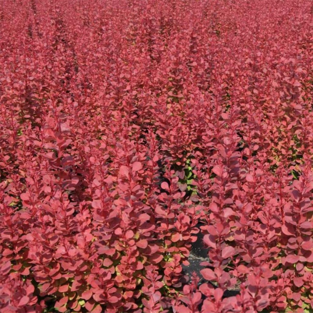 Berberis thunbergii Rosy Rocket - Barberry