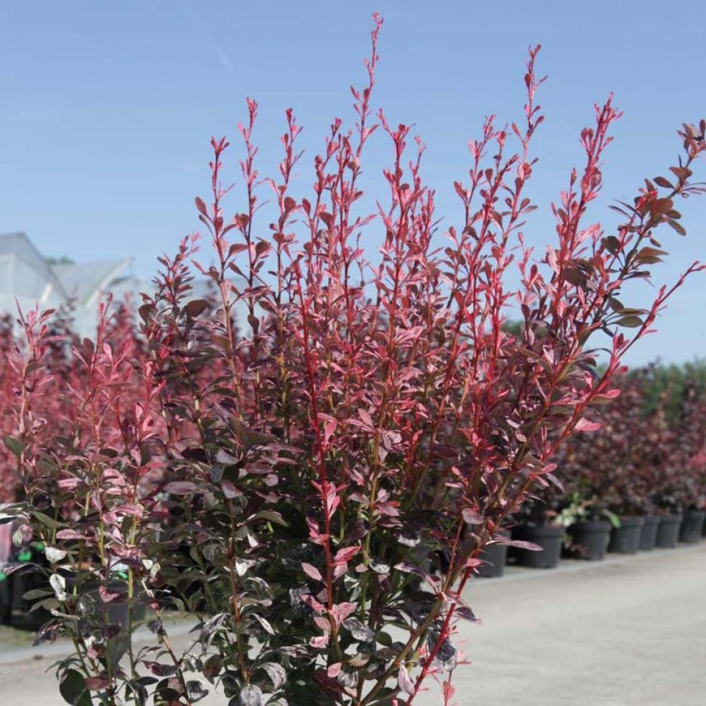 Berberis thunbergii Rosy Rocket - Barberry