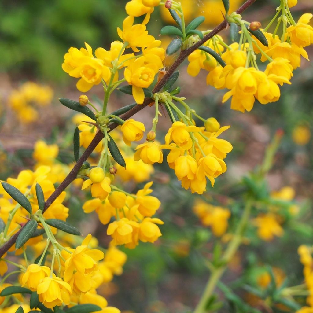 Berberis x stenophylla - Barberry