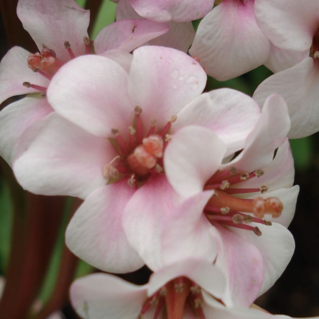 Bergenia Hybride Baby Doll