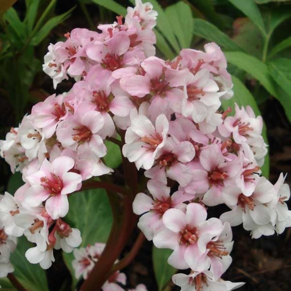 Bergenia Hybride Baby Doll