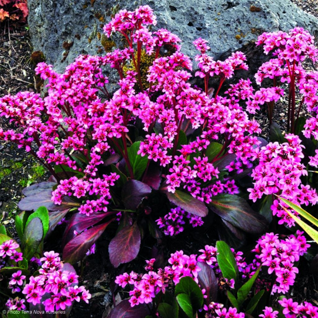 Bergenia Dragonfly Series Pink Dragonfly - Elephant's Ears