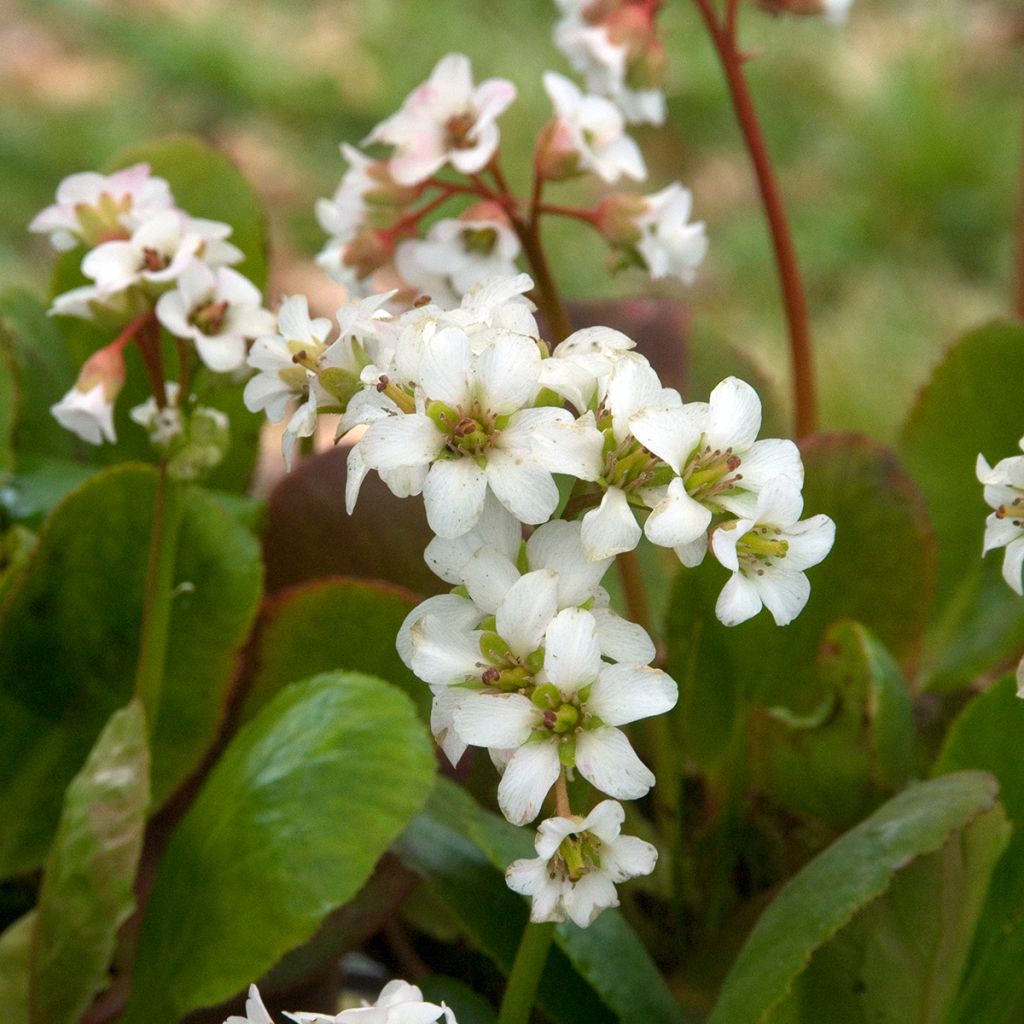 Bergenia Bressingham White - Elephant's Ears