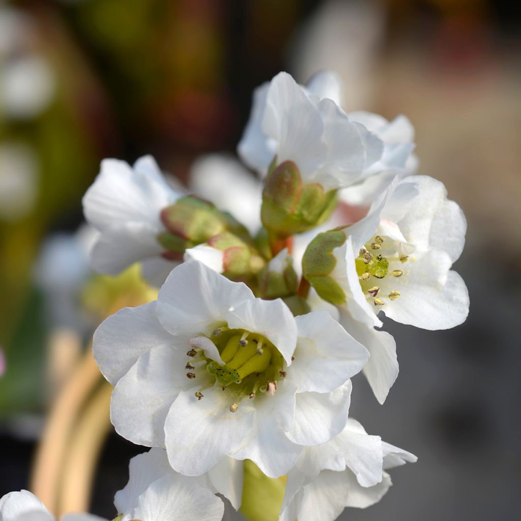 Bergenia Bressingham White - Elephant's Ears