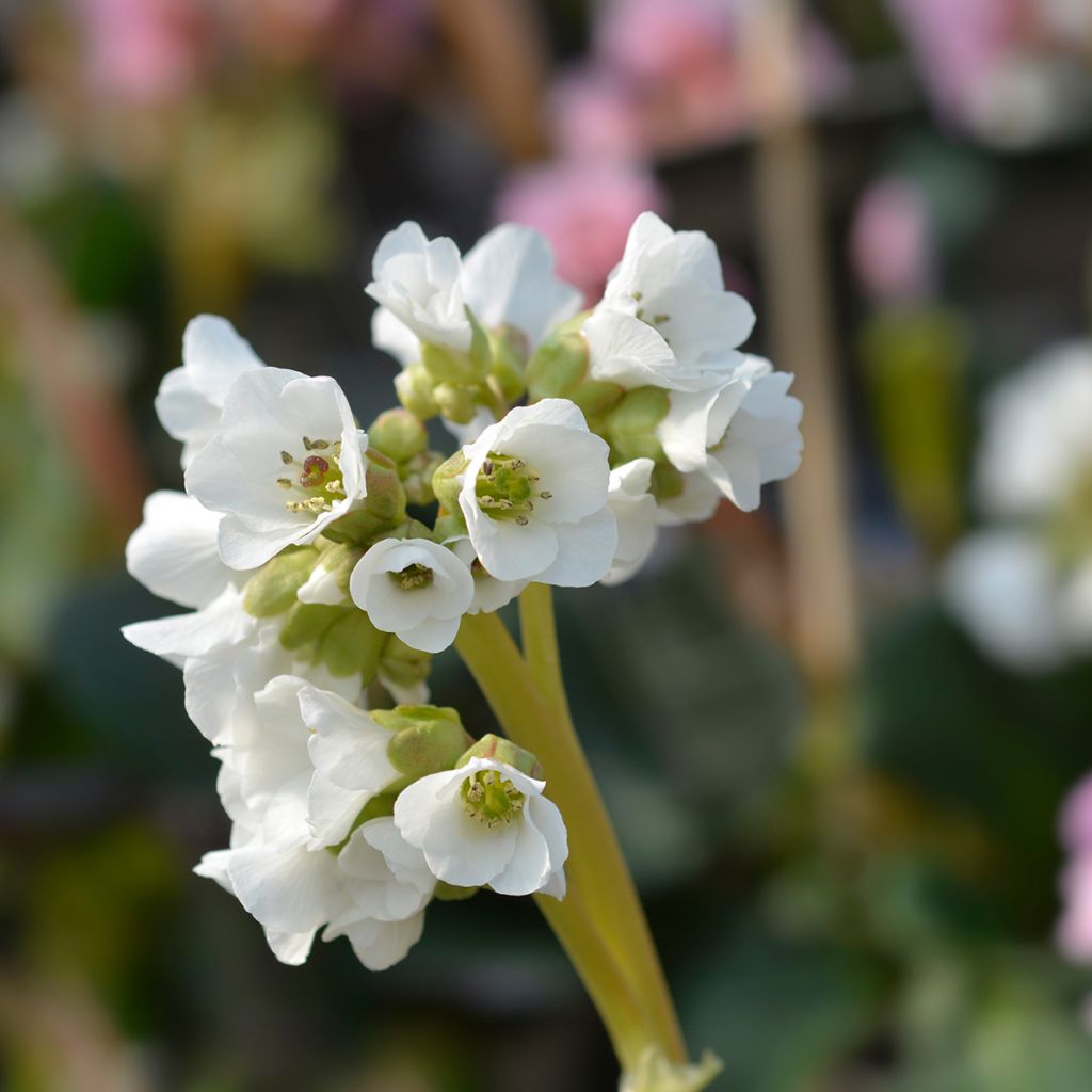 Bergenia Bressingham White - Elephant's Ears