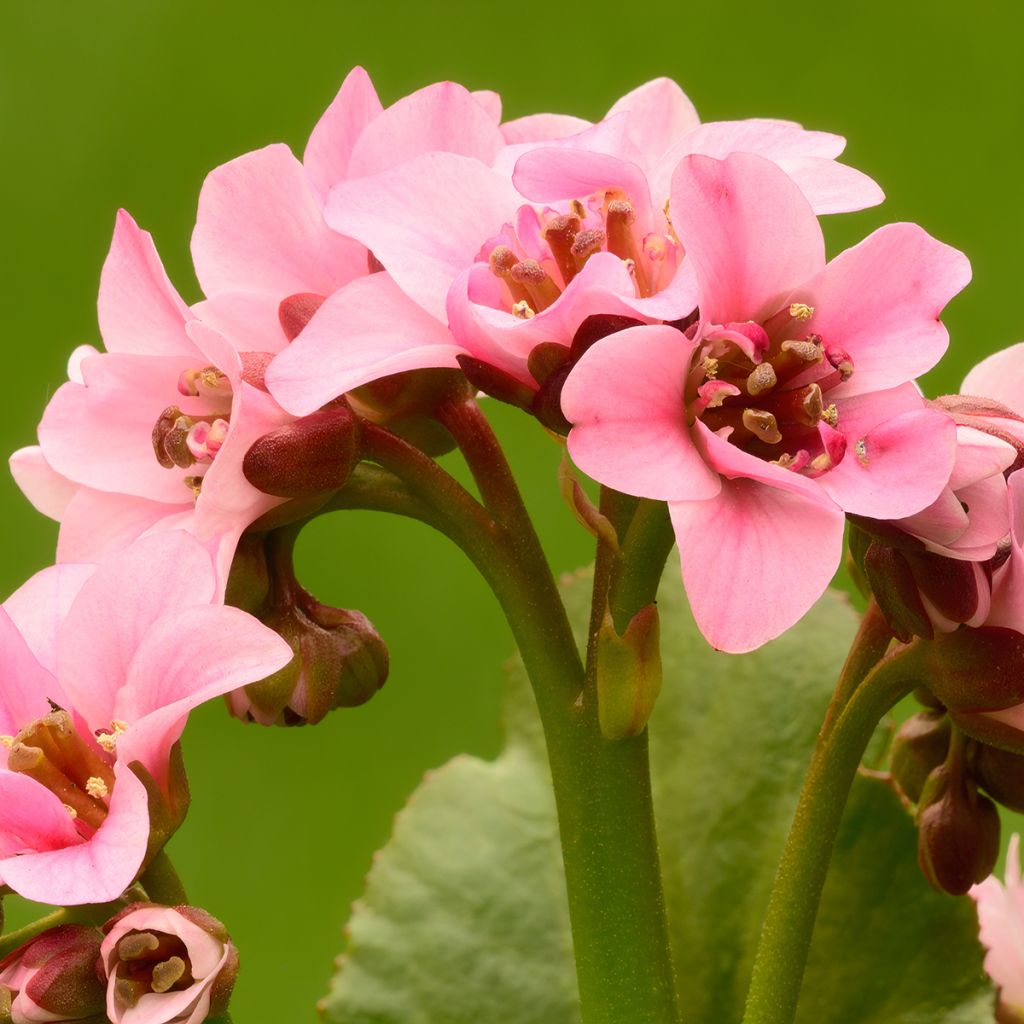 Bergenia Dragonfly Series Sakura - Elephant's Ears